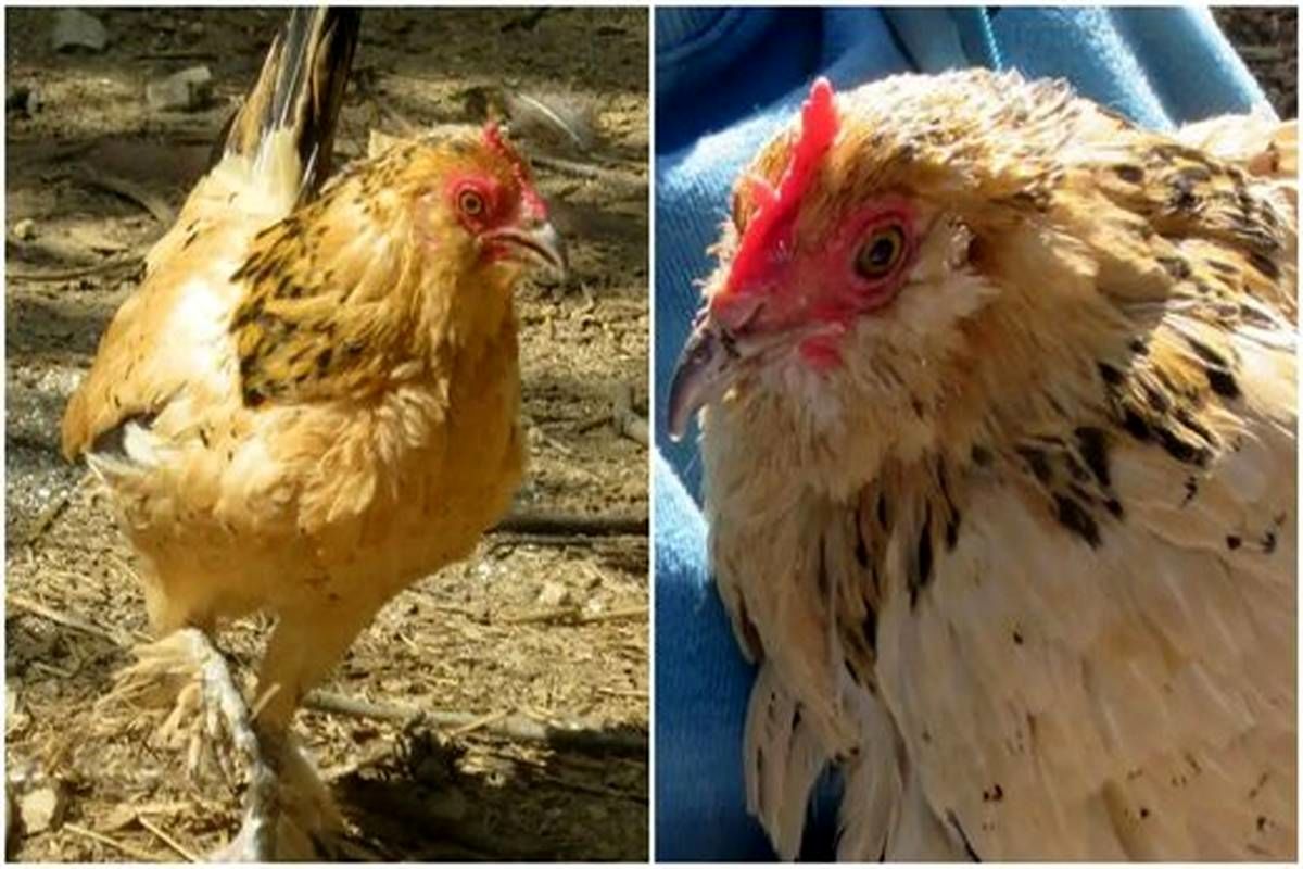 آشنایی با پیرترین مرغ در جهان !+تصاویر