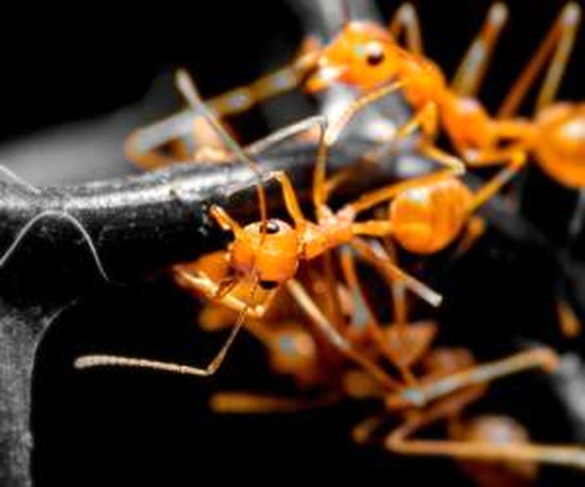 برای فراری دادن مورچه ها از این روش ها استفاده کنید
