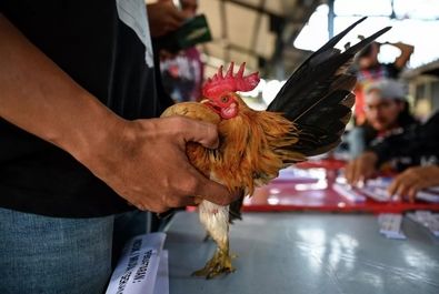 مسابقه ملکه مرغ‌ها در مالزی
