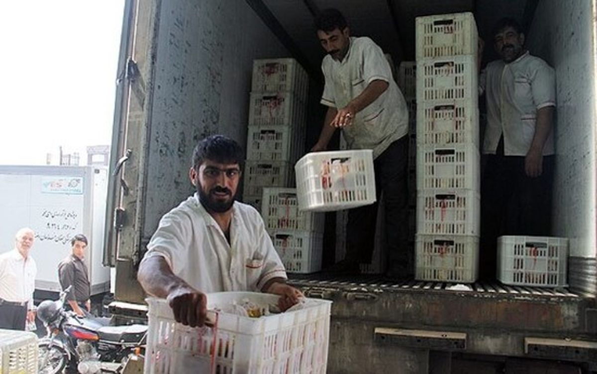 توزیع مرغ منجمد با قیمت ۴۵ هزار تومان آغاز شد
