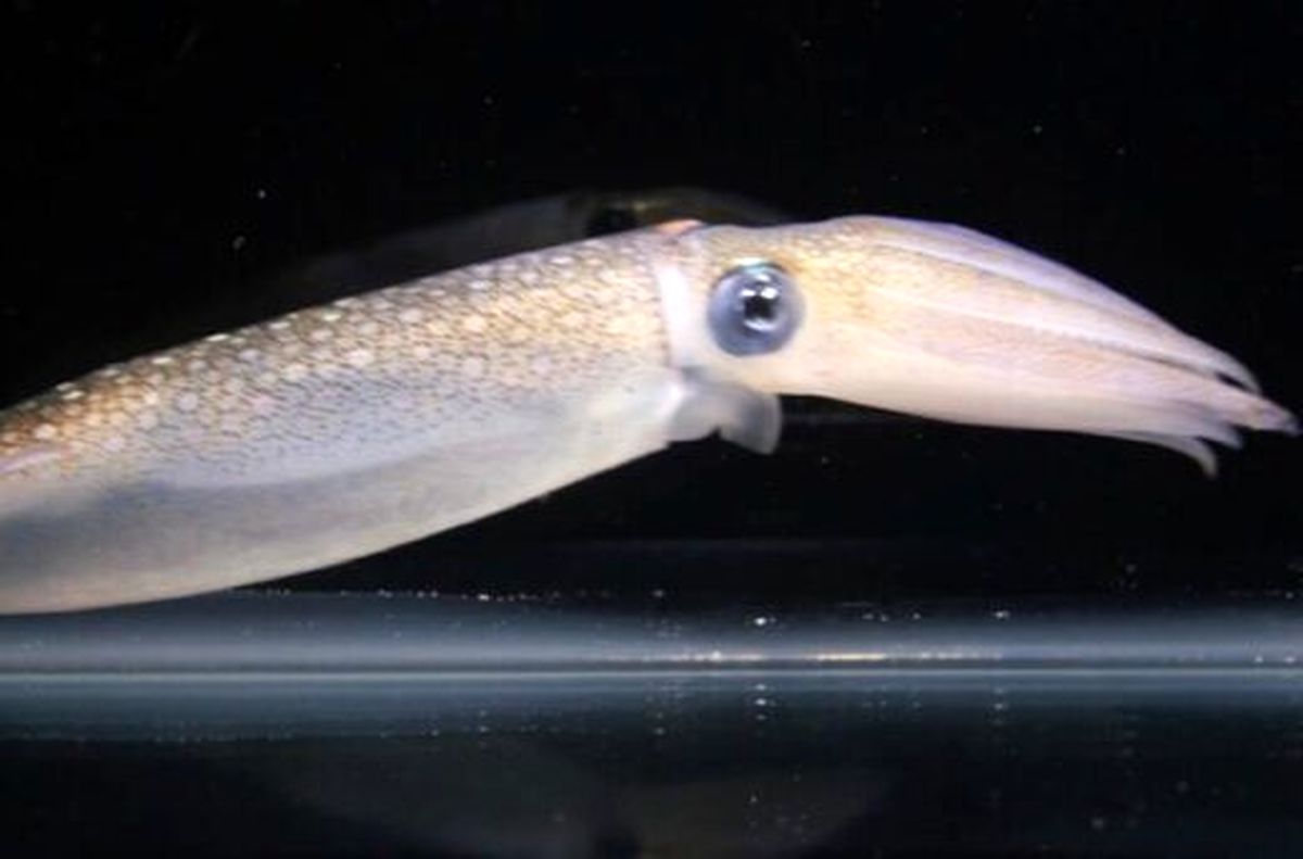 ماهی مرکب شبیه کدامیک از قسمتهای بدن انسان است؟