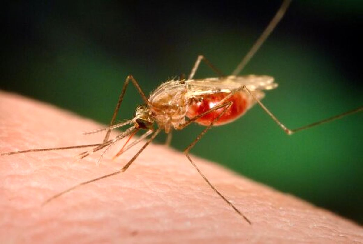 شیوع مالاریا در این استان